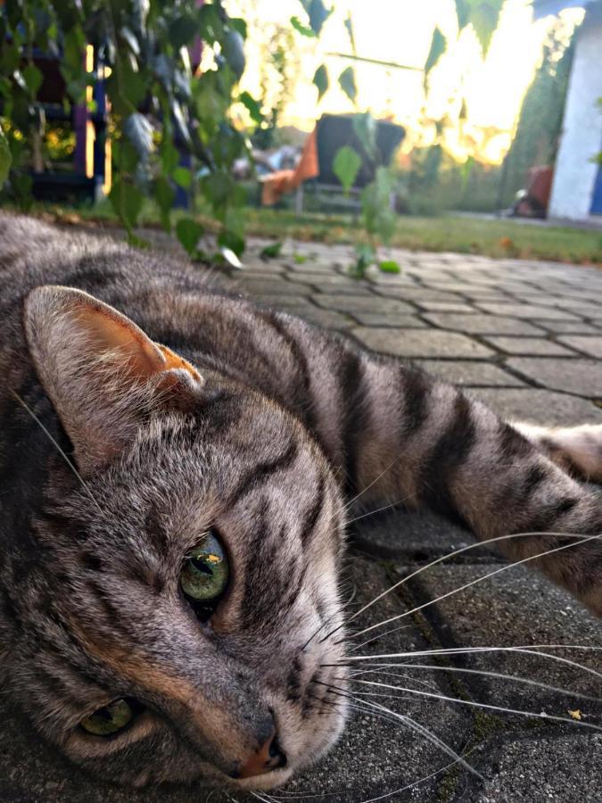 Willa Cat Stone Pisz Zewnętrze zdjęcie