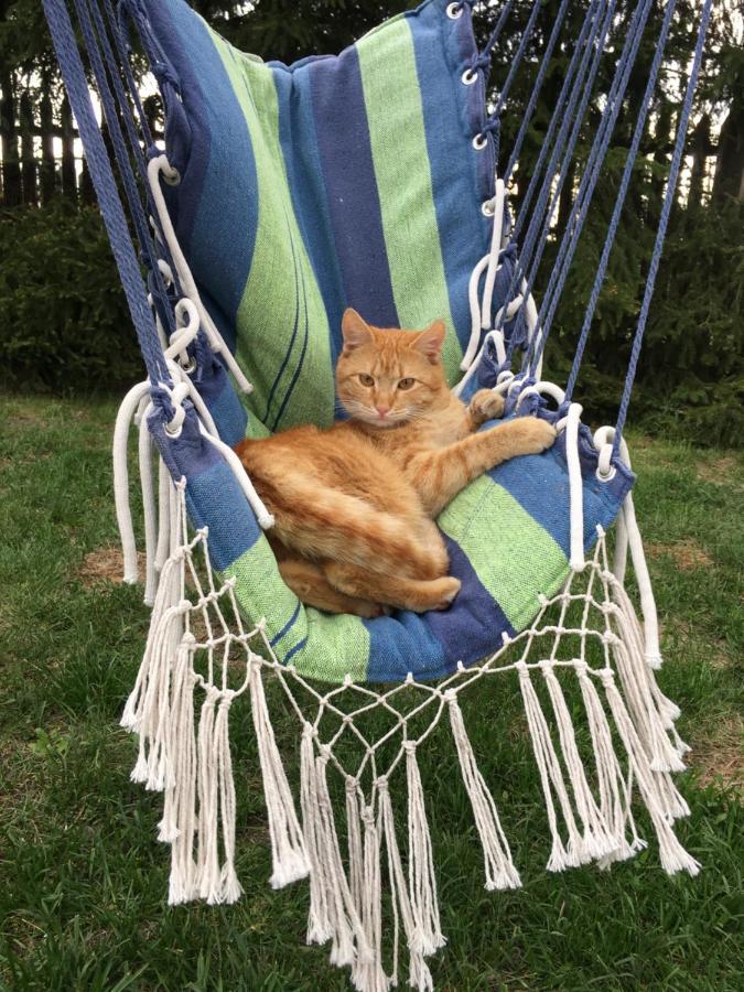 Willa Cat Stone Pisz Zewnętrze zdjęcie