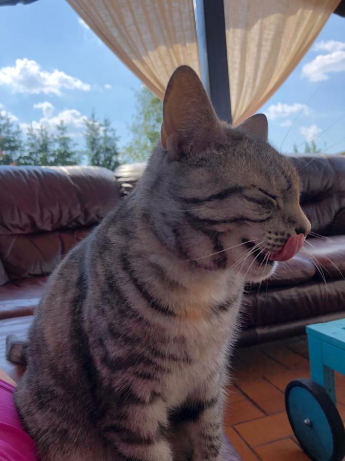 Willa Cat Stone Pisz Zewnętrze zdjęcie