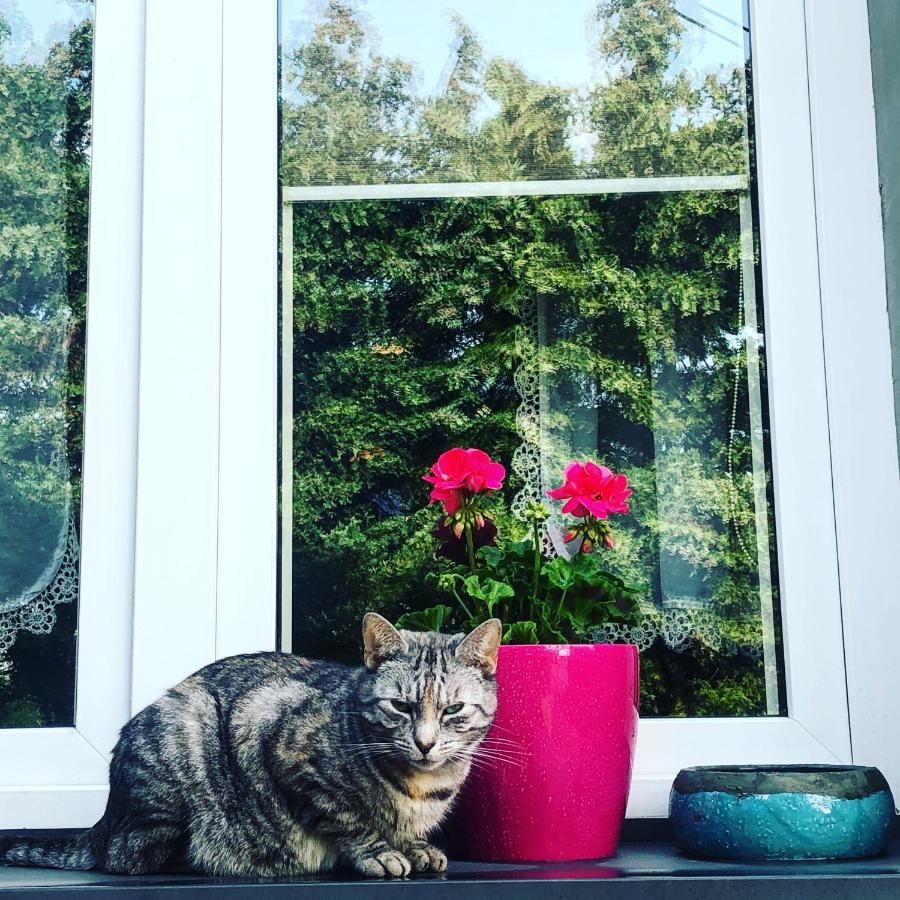 Willa Cat Stone Pisz Zewnętrze zdjęcie
