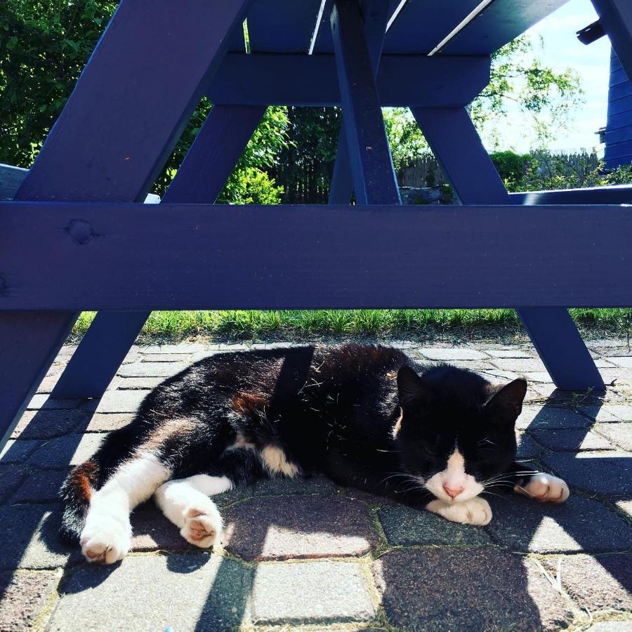 Willa Cat Stone Pisz Zewnętrze zdjęcie