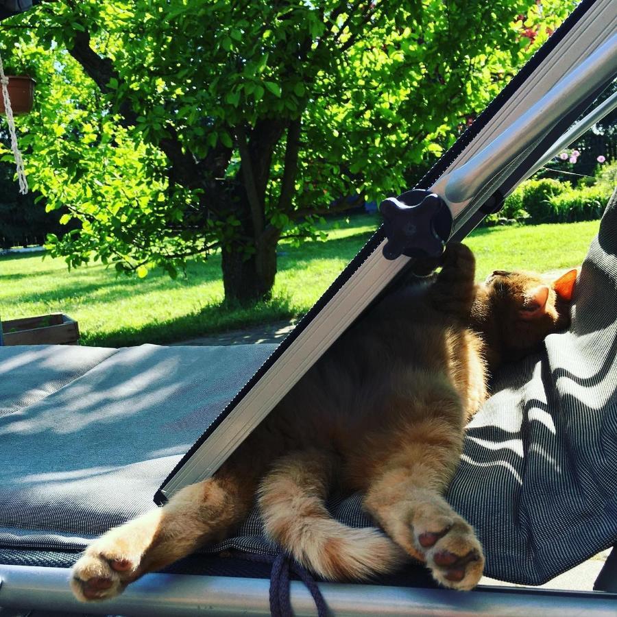 Willa Cat Stone Pisz Zewnętrze zdjęcie